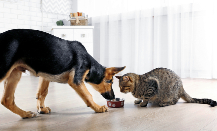 gatos-racao-cachorro